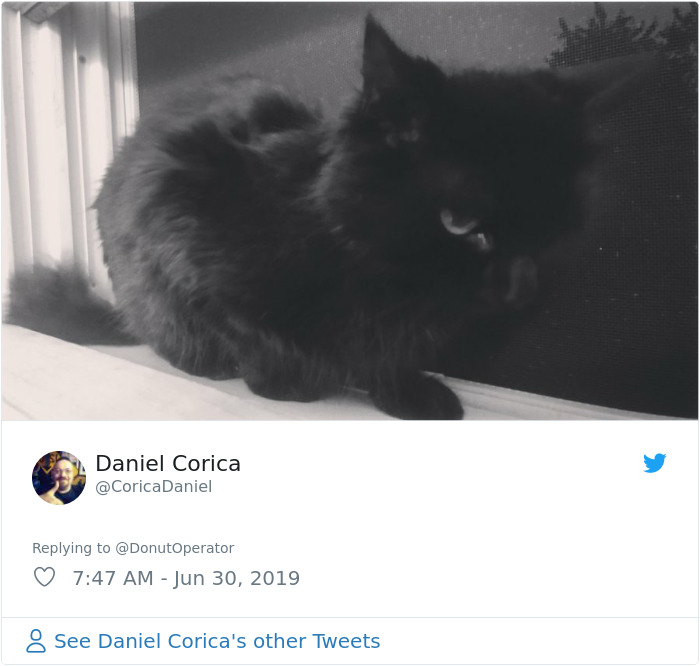 Sending-Cute-Cat-Pics-Trick