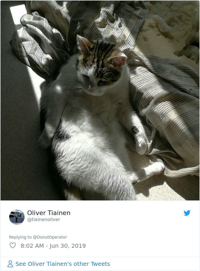 Sending-Cute-Cat-Pics-Trick