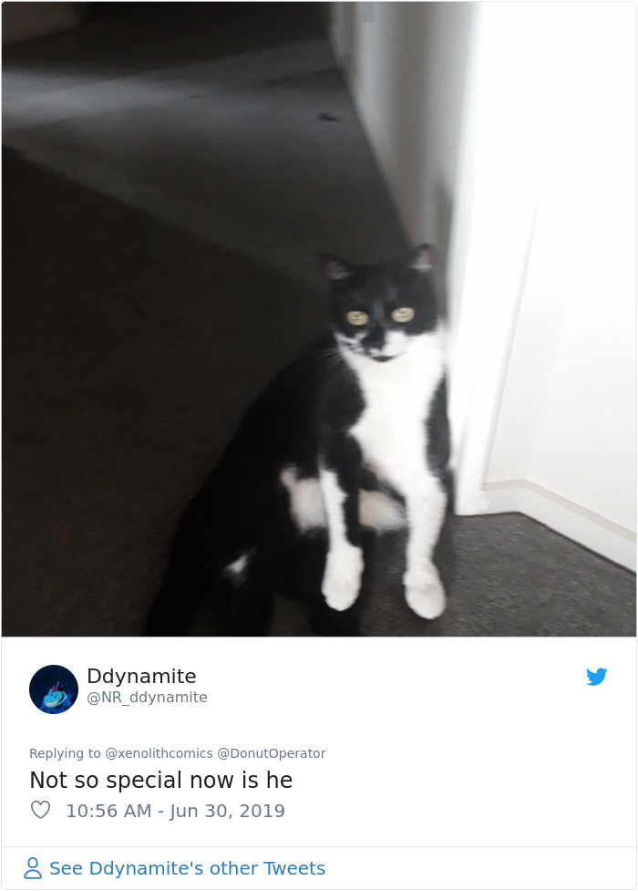 Sending-Cute-Cat-Pics-Trick