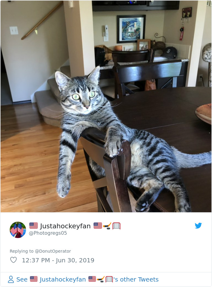 Sending-Cute-Cat-Pics-Trick