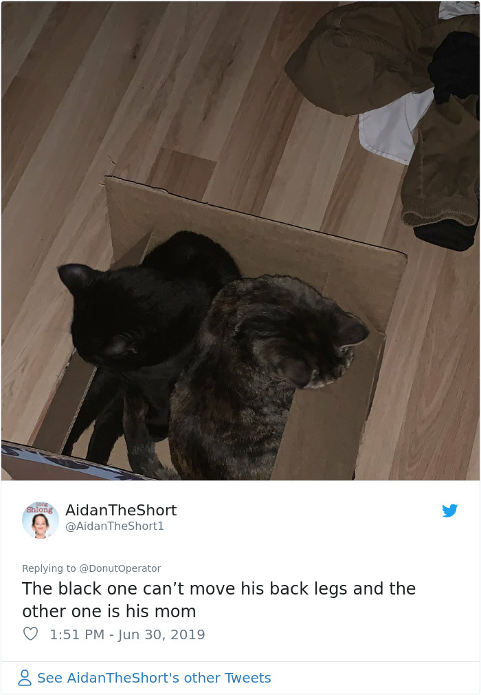 Sending-Cute-Cat-Pics-Trick