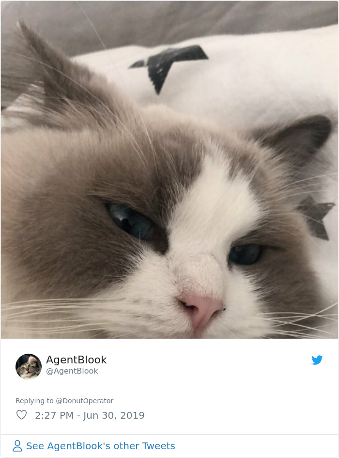 Sending-Cute-Cat-Pics-Trick