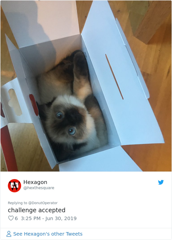 Sending-Cute-Cat-Pics-Trick