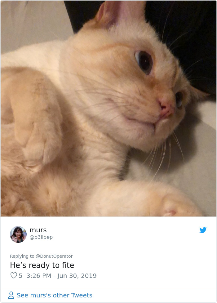 Sending-Cute-Cat-Pics-Trick