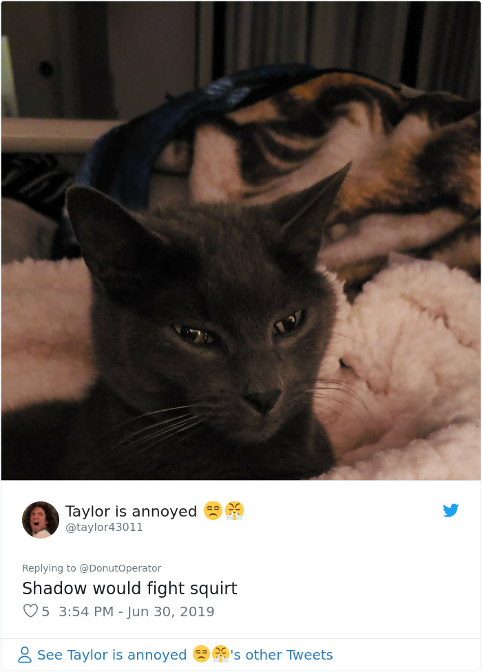 Sending-Cute-Cat-Pics-Trick