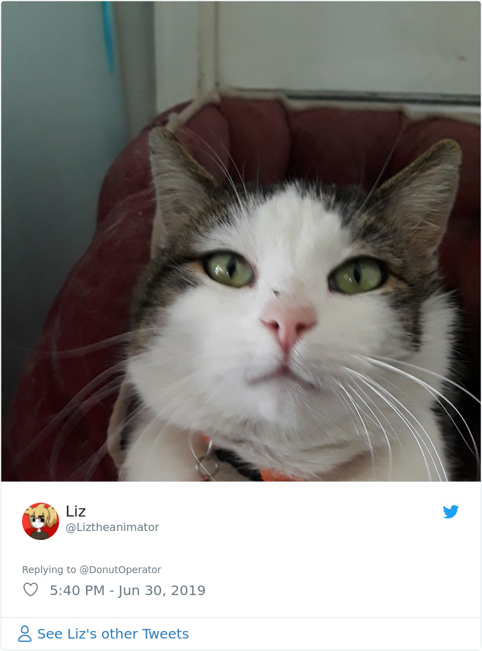 Sending-Cute-Cat-Pics-Trick