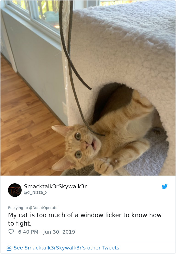 Sending-Cute-Cat-Pics-Trick