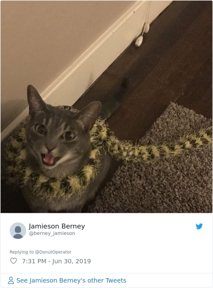 Sending-Cute-Cat-Pics-Trick