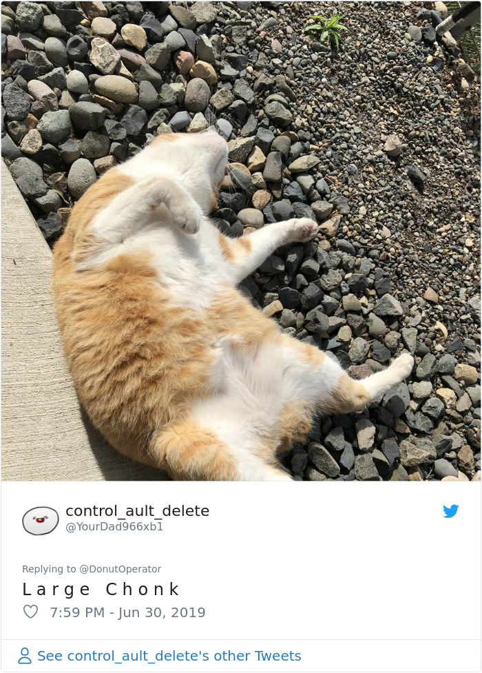 Sending-Cute-Cat-Pics-Trick