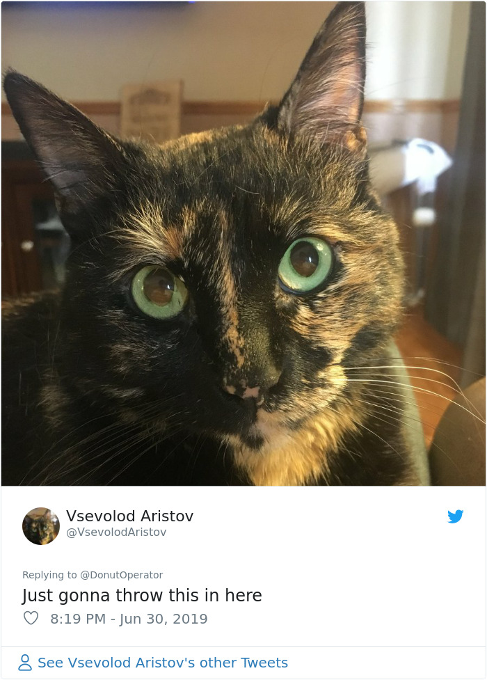 Sending-Cute-Cat-Pics-Trick