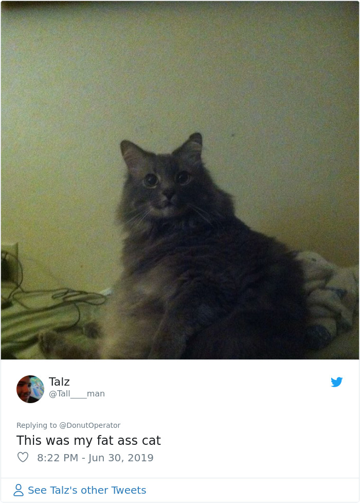 Sending-Cute-Cat-Pics-Trick