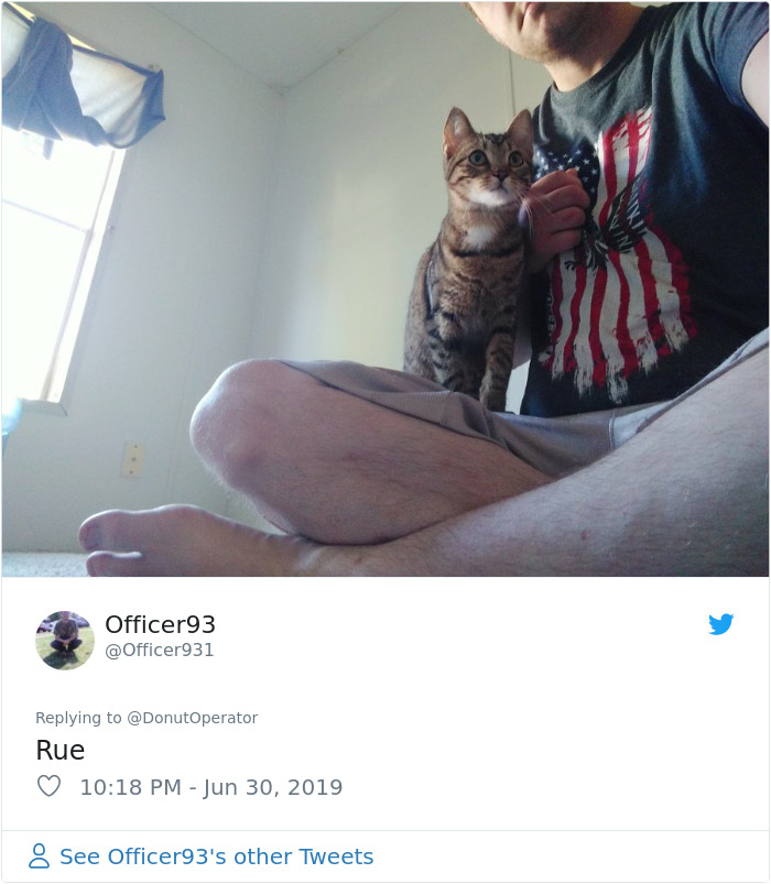 Sending-Cute-Cat-Pics-Trick