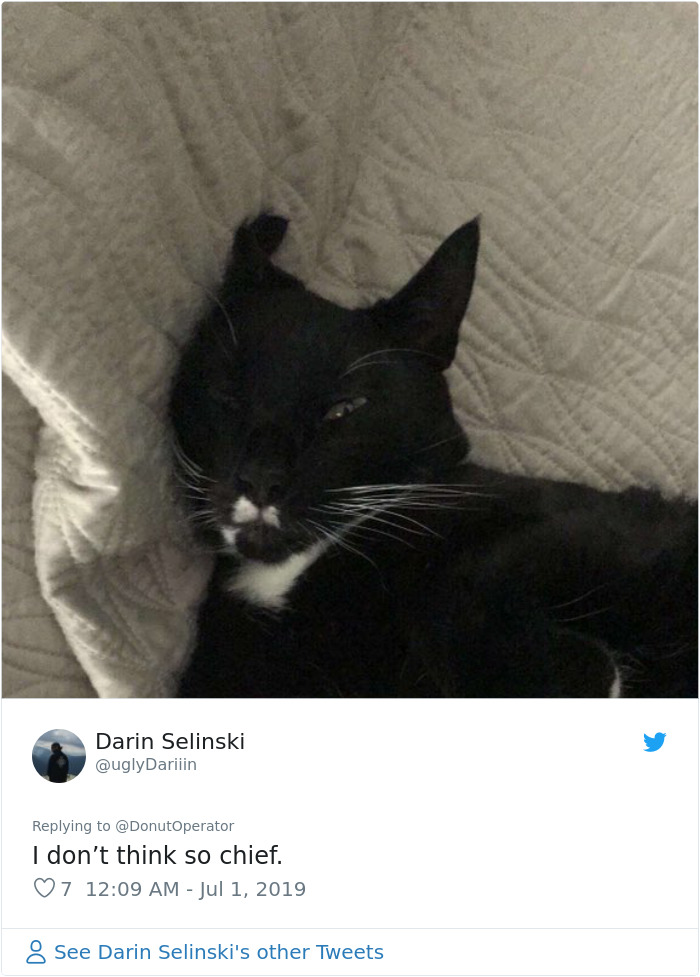 Sending-Cute-Cat-Pics-Trick