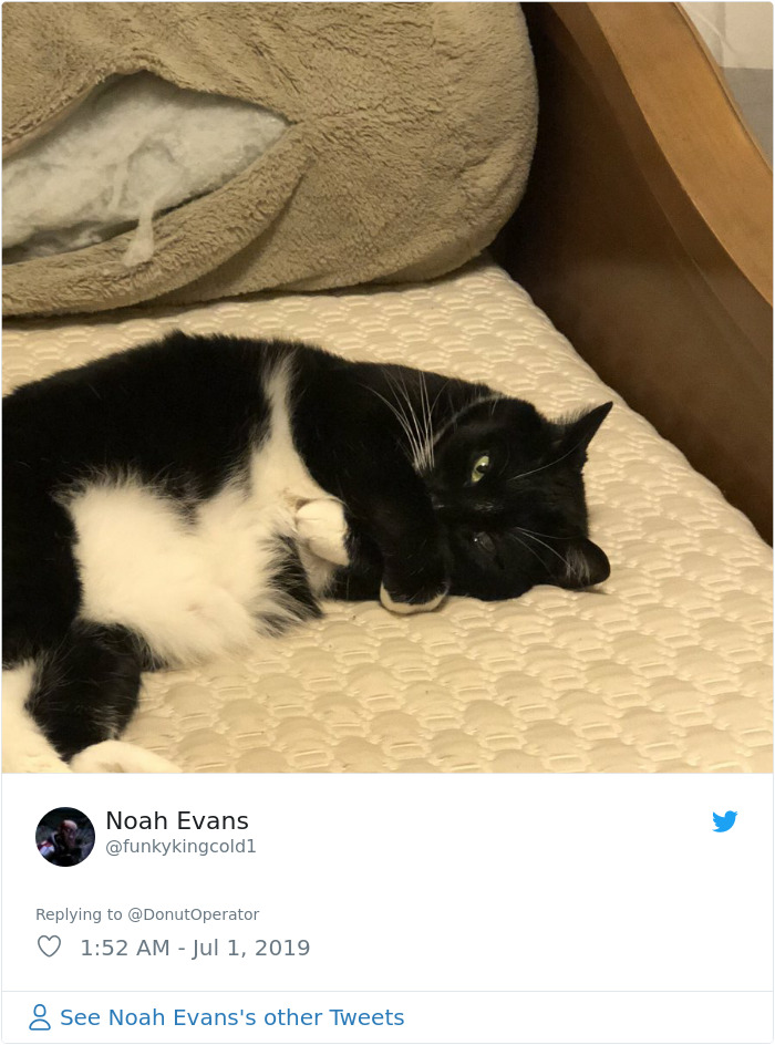 Sending-Cute-Cat-Pics-Trick