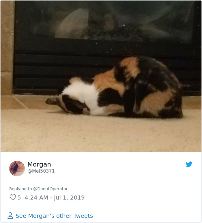 Sending-Cute-Cat-Pics-Trick