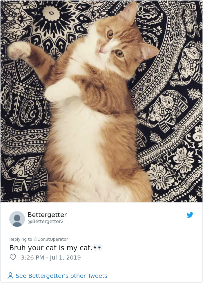 Sending-Cute-Cat-Pics-Trick