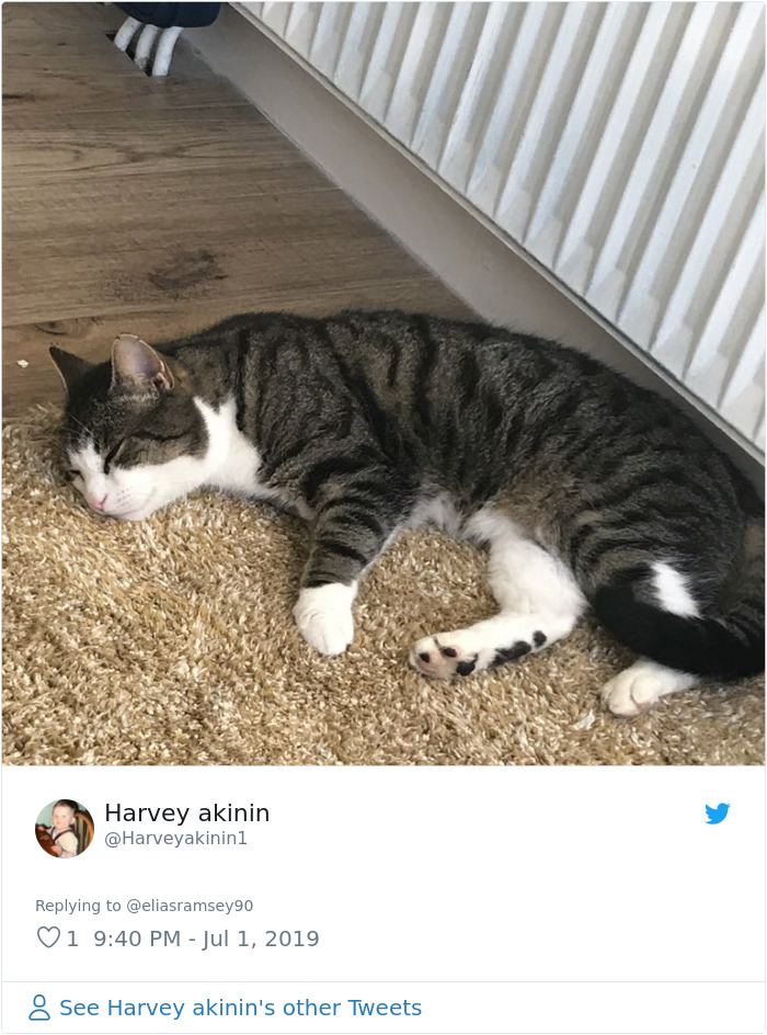 Sending-Cute-Cat-Pics-Trick