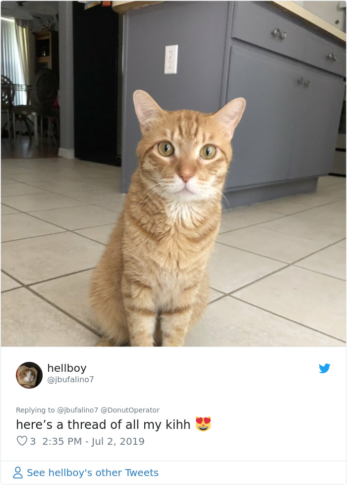 Sending-Cute-Cat-Pics-Trick