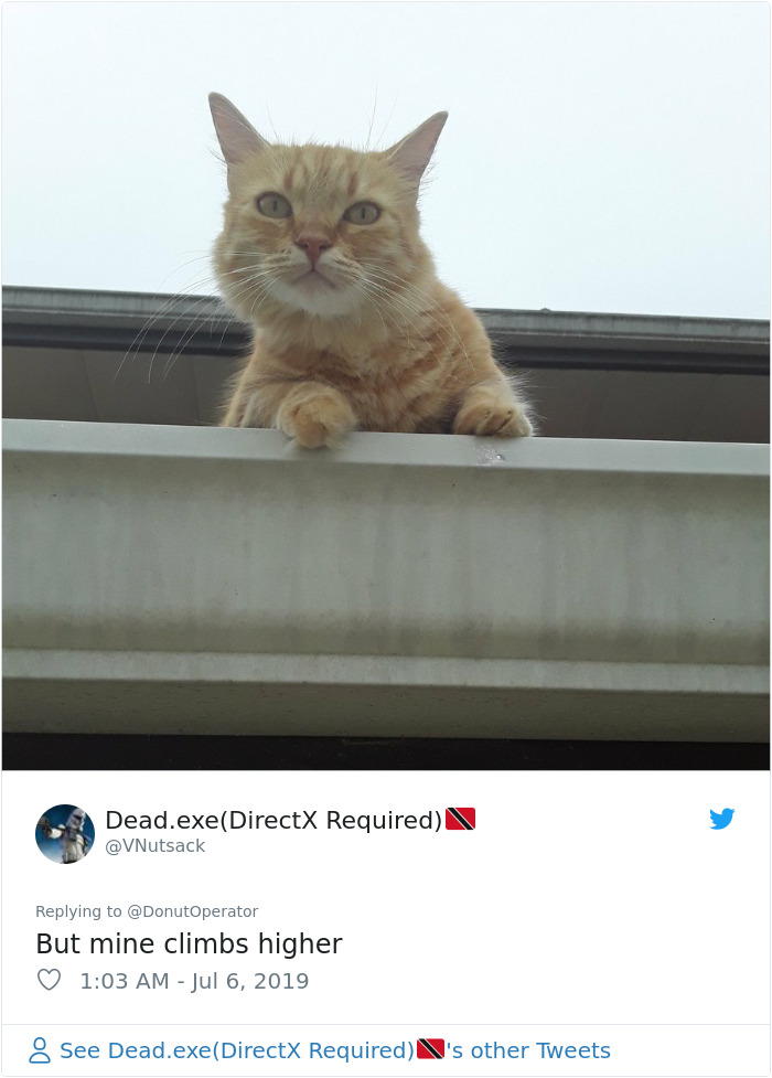 Sending-Cute-Cat-Pics-Trick