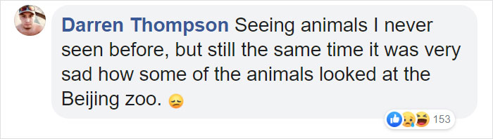 Tourists Throw Rocks At Panda Because They're Bored She's Sleeping Tourists Throw Rocks At Panda Because They're Bored She's Sleeping