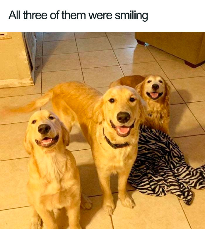 Wholesome-Dog-Posts