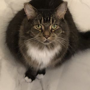 daniel_scarnovski avatar