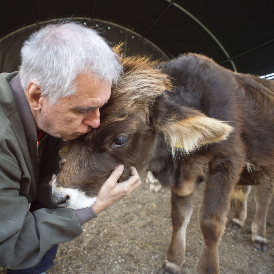 Cows Love Hugs From Grandpa