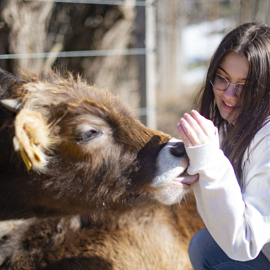 Cows Love Kissing Their Humans