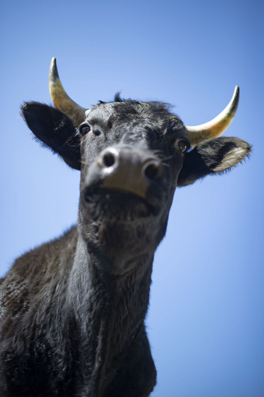 Cows Are Smart And Sometimes They Stare Down On You And Judge