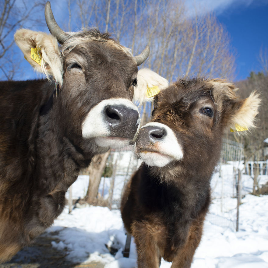 Cows Love Their Babies