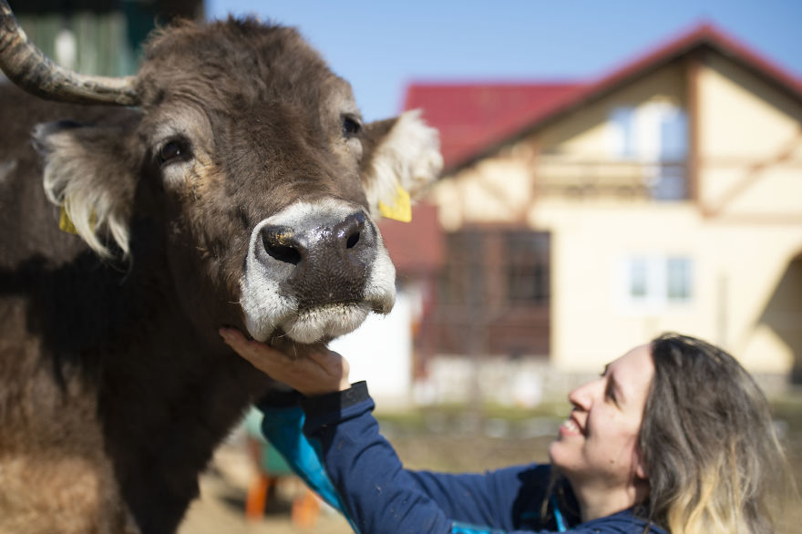 Cows Use Different Body Positions And Facial Expressions To Communicate