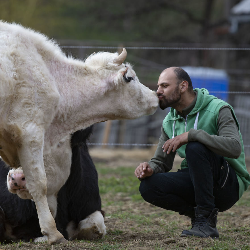 Cows Love Kisses