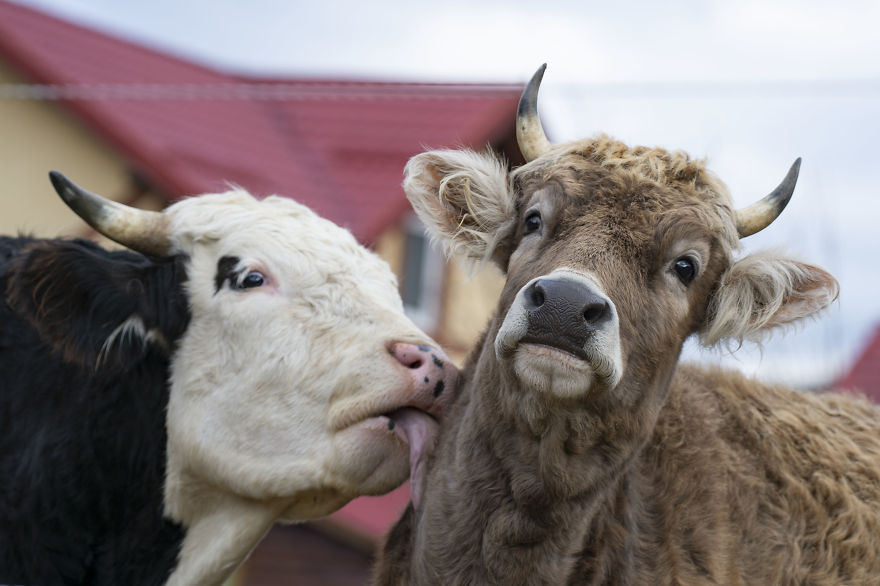 They Even Like To Give Each Other Kisses