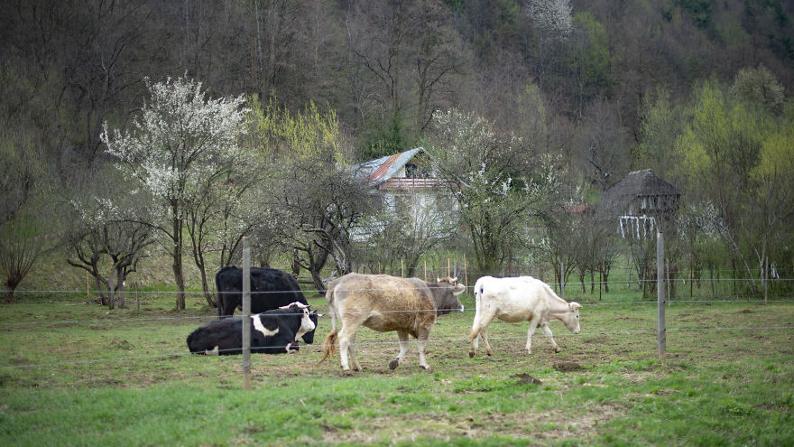 Cows Have Social Hierarchies