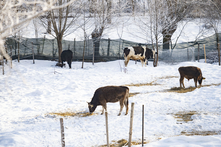 Cows With Names Give More Milk
