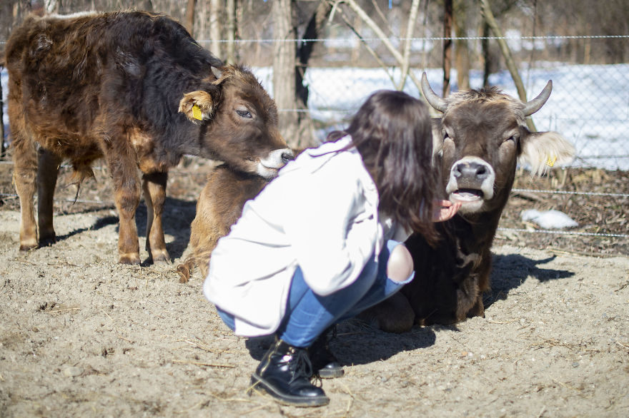 Cow Tipping Is A Myth