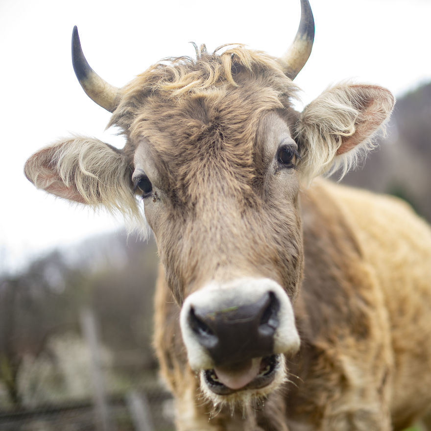 Cows Live Up To 20 Years, Which Is 4 Times The Average Life Span Of Cows Used In The Dairy Industry