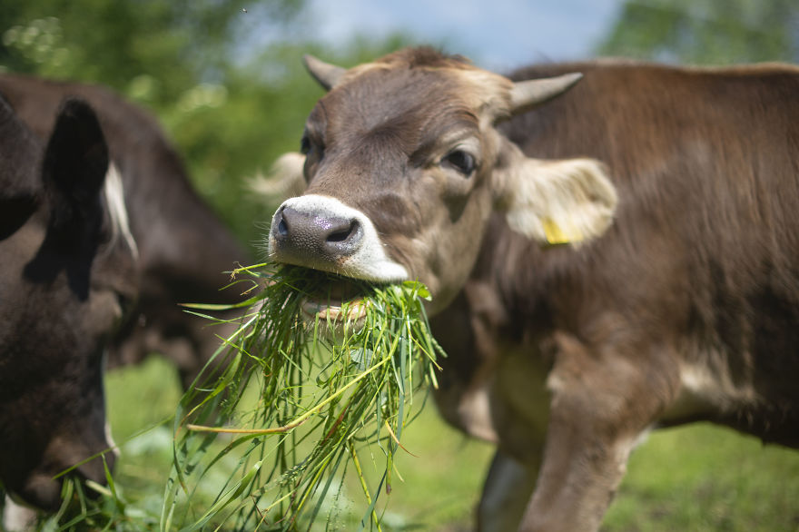 Cows Have A National Day