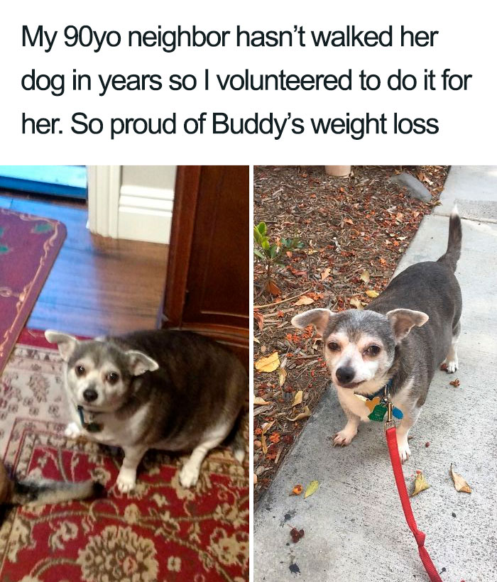 Wholesome-Dog-Posts