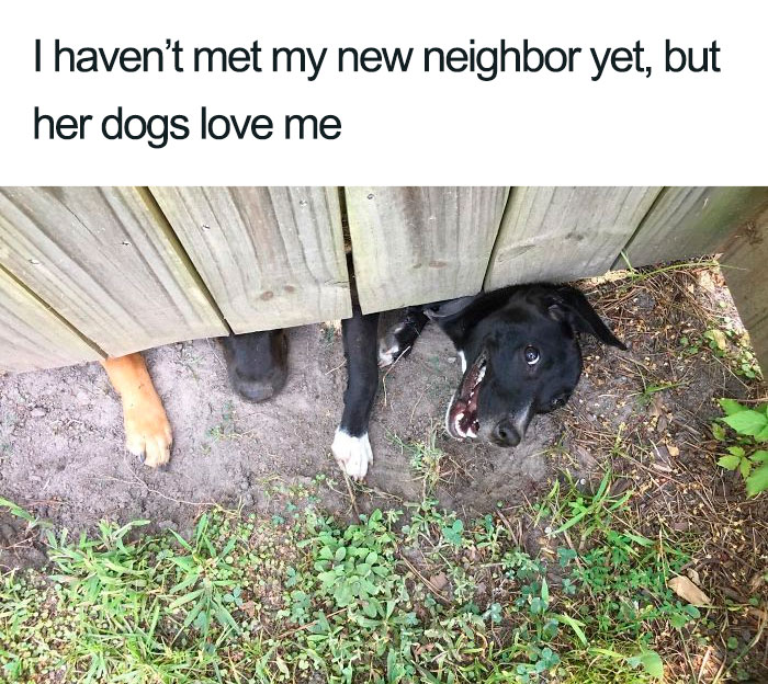 Wholesome-Dog-Posts
