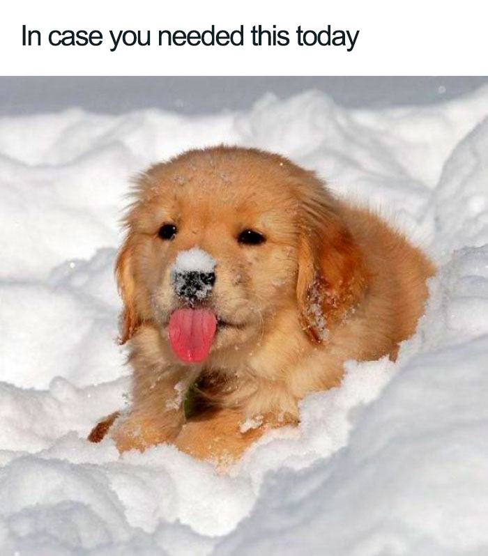 Wholesome-Dog-Posts