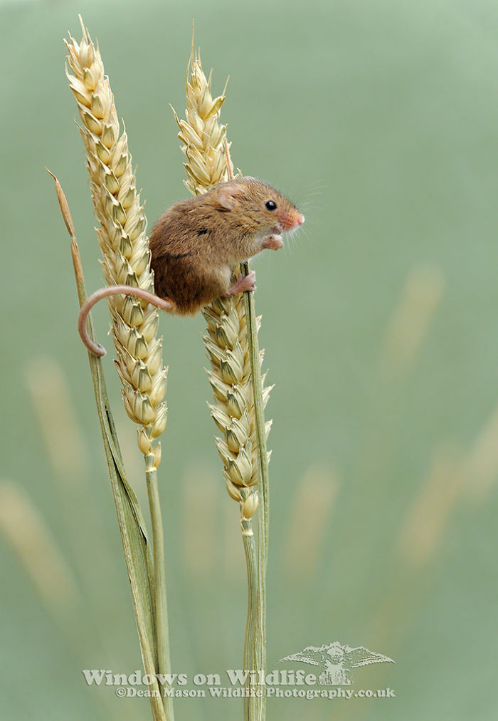 Cute-Harvest-Mouses-Dean-Mason-Photography