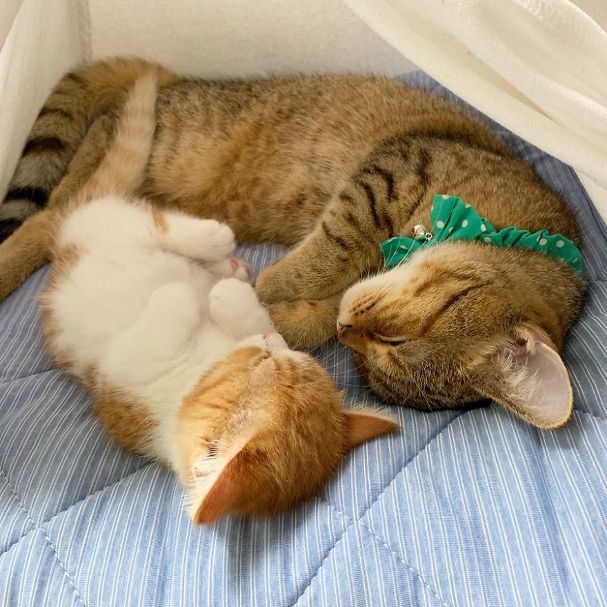 8 Pics Of Adorable Munchkin Kitten That Sleeps Like A Human 8 Pics Of Adorable Munchkin Kitten That Sleeps Like A Human