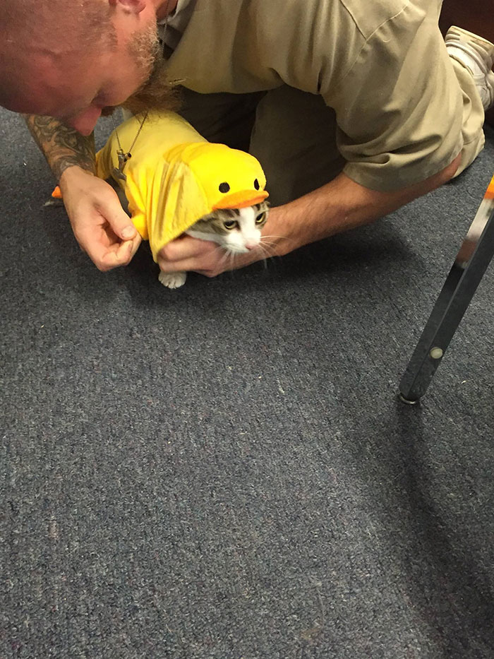 Prison In Indiana Accepts Shelter Cats And They Change Prisoners