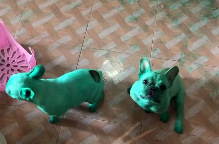Two French Bulldogs Who Accidentally Cover Themselves In Green Become Viral Two French Bulldogs Who Accidentally Cover Themselves In Green Become Viral
