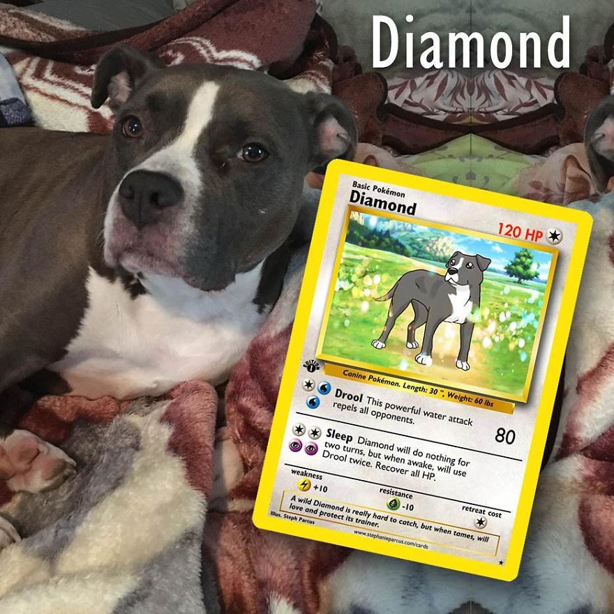 This Artist Transforms Any Pet Into Pokémon Cards