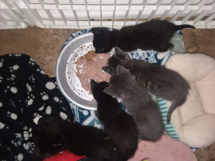 I'm Starting An Animal Rescue To Give Abandoned Animals A Second Chance At Life I'm Starting An Animal Rescue To Give Abandoned Animals A Second Chance At Life