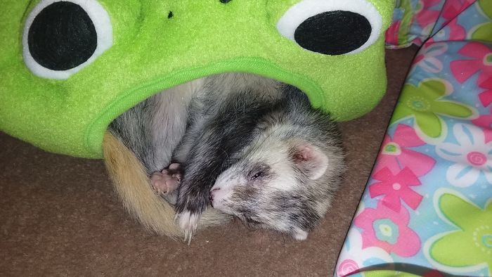 I'm Starting An Animal Rescue To Give Abandoned Animals A Second Chance At Life I'm Starting An Animal Rescue To Give Abandoned Animals A Second Chance At Life