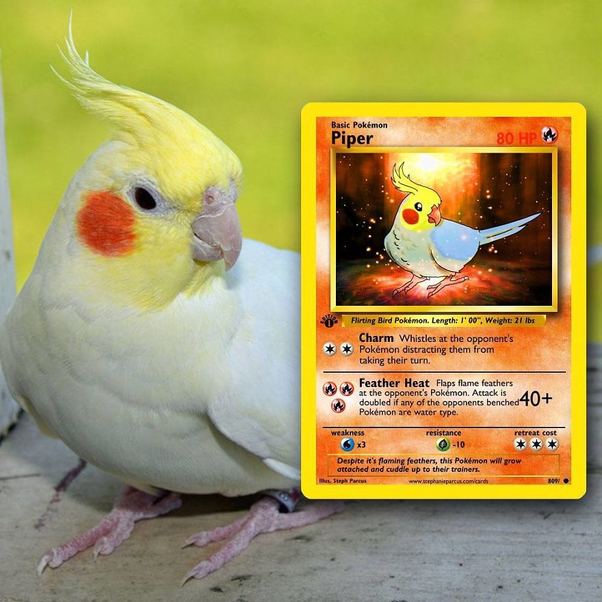 This Artist Transforms Any Pet Into Pokémon Cards