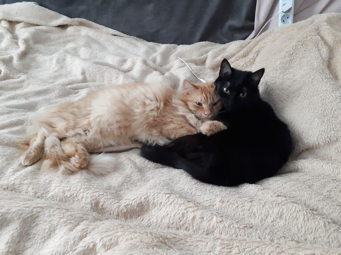 Brother From Another Mother